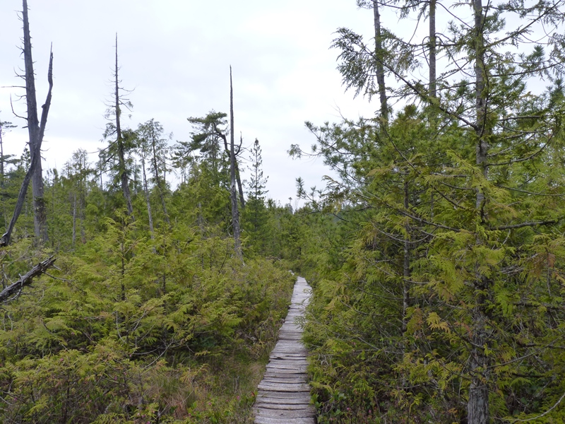 Upland bog