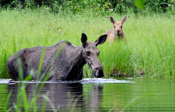 Moose in the water