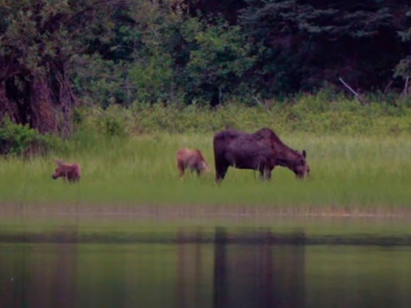 Cow moose and calves grazing