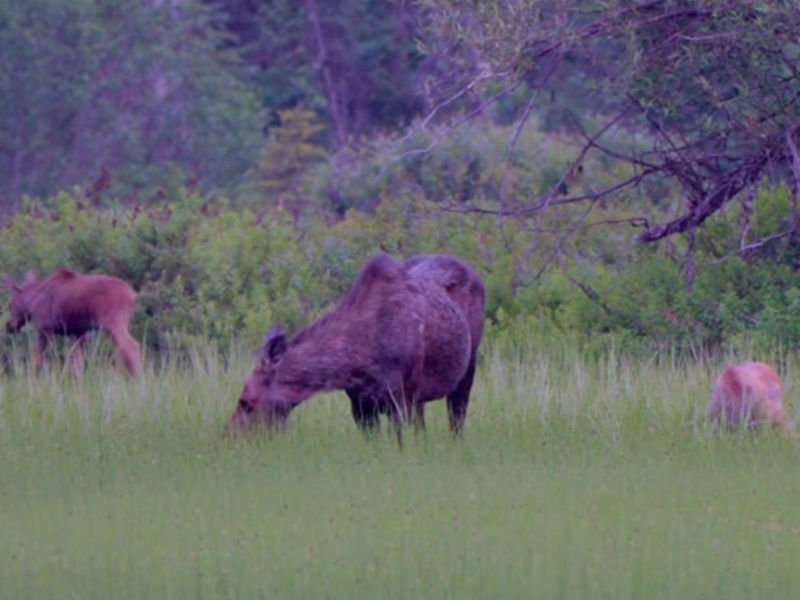 Moose cow with 2 calves