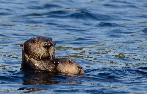Sea otters