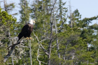 Bald Eagle surveying the scene below
