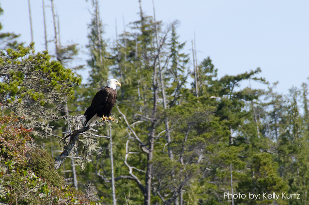 Bald Eagle surveying the scene below