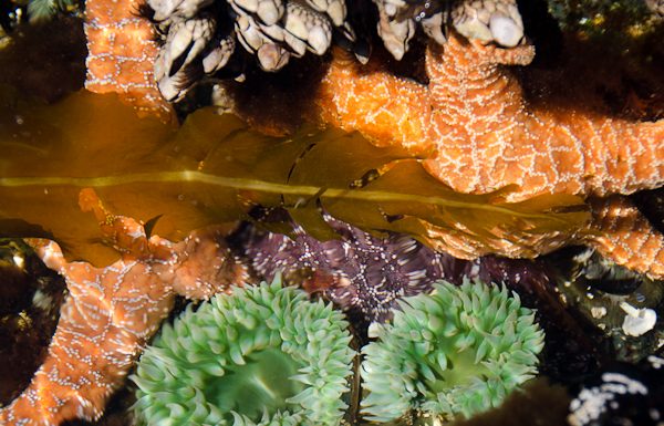 Sea stars