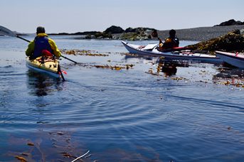 Beginner sea kayakers in bull kelp